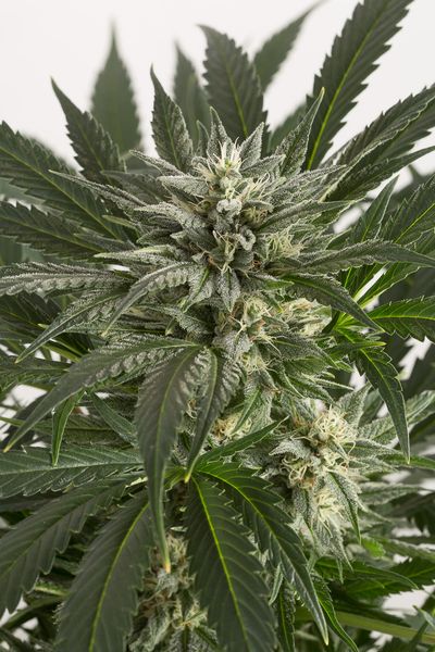 BLUE CRITICAL AUTO - 5 UNIDADES FEMINIZADAS - DINAFEM - SEMILLAS
