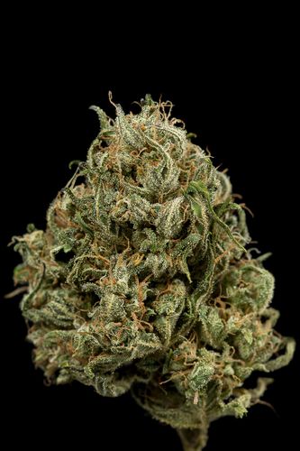 5 UND FEM - CHEESE XXL AUTO - - DINAFEM - SEMILLAS