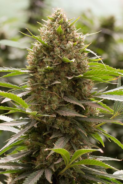 AMNESIA KUSH - 5 UNIDADES FEMINIZADAS - DINAFEM - SEMILLAS