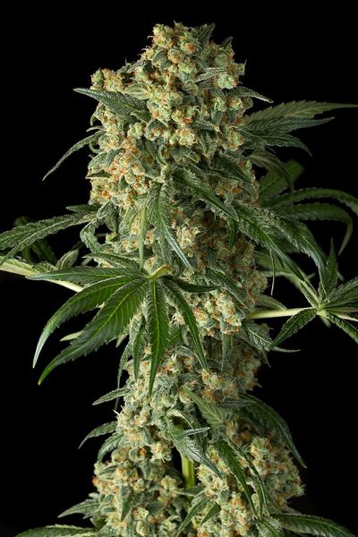 BIG KUSH - 5 UNIDADES FEMINIZADAS - DINAFEM - SEMILLAS