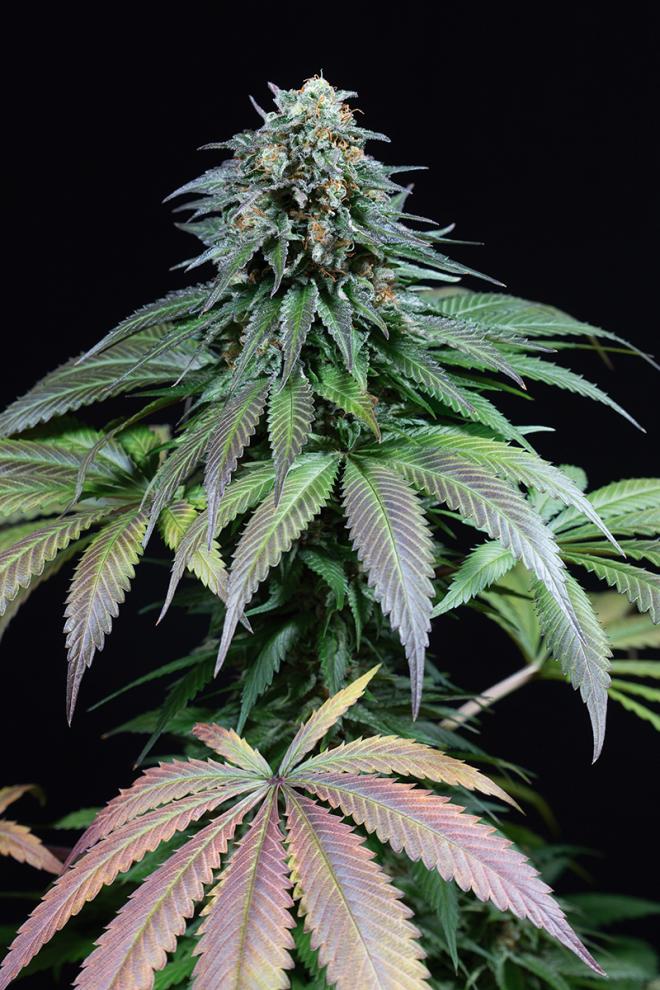 PURPLE MOBY DICK - 5 UNIDADES FEMINIZADAS - DINAFEM - SEMILLAS