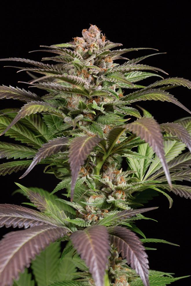 PURPS #1 - 5 UNIDADES FEMINIZADAS - DINAFEM - SEMILLAS