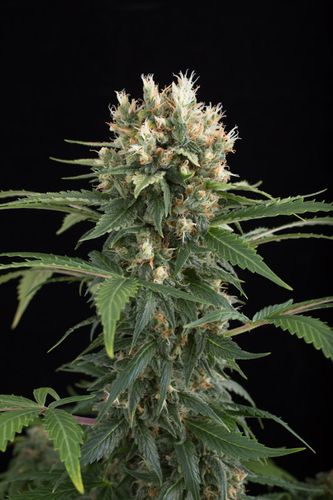 10 UND FEM - BLUE THAI - - DINAFEM - SEMILLAS