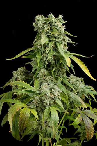 10 UND FEM - BLUE CHEESE AUTOFLOWERING - - DINAFEM - SEMILLAS