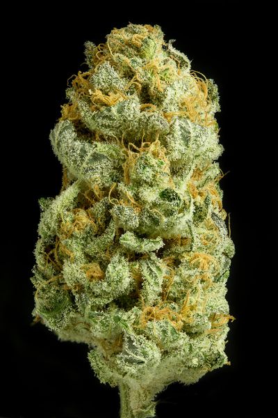 CRITICAL CHEESE - 10 UNIDADES FEMINIZADAS - DINAFEM - SEMILLAS