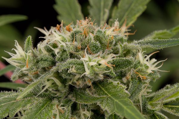 STRAWBERRY AMNESIA - 10 UNIDADES FEMINIZADAS - DINAFEM - SEMILLAS
