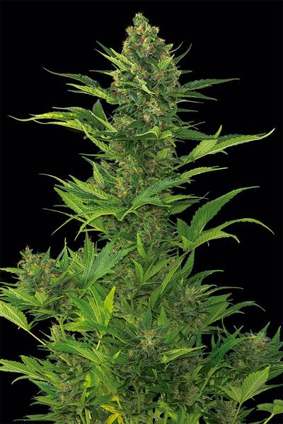 AMNESIA XXL AUTOFLOWERING - 25 UNIDADES FEMINIZADAS - DINAFEM - SEMILLAS