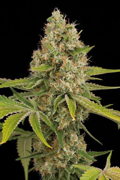 OG KUSH - 25 UNIDADES FEMINIZADAS - DINAFEM - SEMILLAS