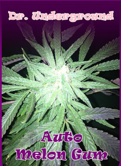 AUTO MELON GUM - 4 UNIDADES FEMINIZADAS - DR UNDERGROUND - SEMILLAS