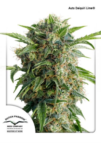 AUTODAIQUIRI LIME ® (AUTOFLORECIENTE) - 1 UNIDAD FEMINIZADA - DUTCH PASSION - SEMILLAS