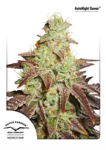 AUTONIGHT QUEEN ® - 3 UNIDADES FEINIZADAS - DUTCH PASSION - SEMILLAS