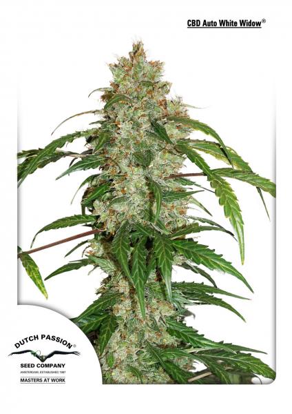 CBD AUTO WHITE WIDOW - 3 UNIDADES FEMINIZADAS - DUTCH PASSION - SEMILLAS