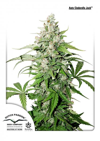 AUTO CINDERELLA JACK - 3 UNIDADES FEMINIZADAS - DUTCH PASSION - SEMILLAS