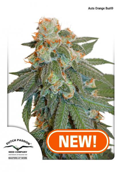 AUTO ORANGE BUD (AUTOFLORECIENTE) - 3 SEMILLAS FEMINIZADAS - DUTCH PASSION - SEMILLAS
