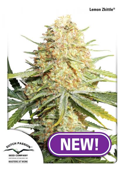 LEMON ZKITTLE - 3 UNIDADES FEMINIZADAS - DUTCH PASSION - SEMILLAS