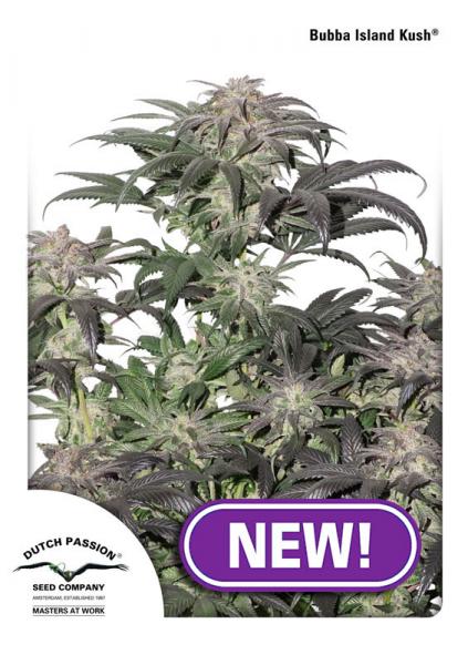 BUBBA ISLAND KUSH - 3 UNIDADES FEMINIZADAS - DUTCH PASSION - SEMILLAS