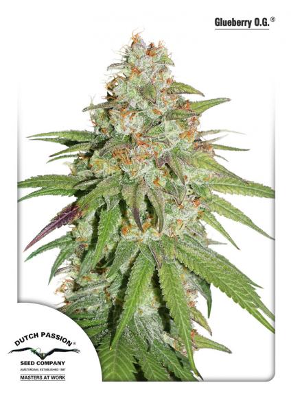 GLUEBERRY OG - 5 UNIDADES FEMINIZADAS - DUTCH PASSION - SEMILLAS