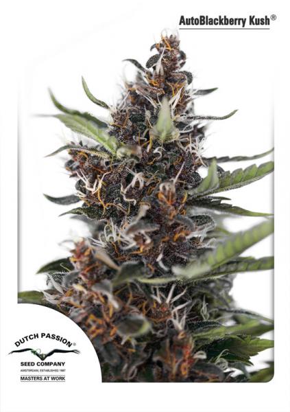 AUTO BLACKBERRY KUSH - 7 UNIDADES FEMINIZADAS - DUTCH PASSION - SEMILLAS