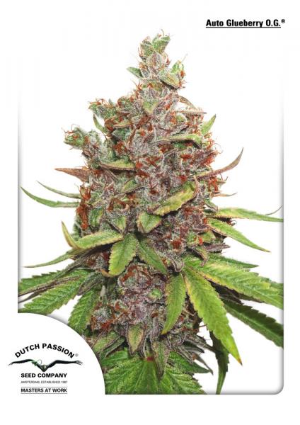 AUTO GLUEBERRY OG - 7 UNIDADES FEMINIZADAS - DUTCH PASSION - SEMILLAS