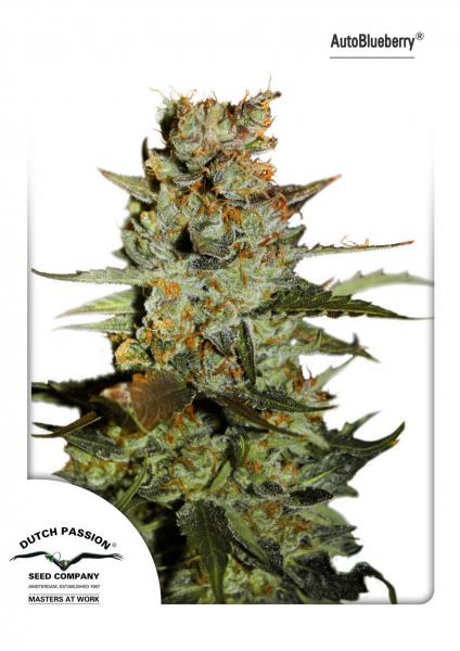 AUTO BLUEBERRY - 100 UNIDADES FEMINIZADAS - DUTCH PASSION - SEMILLAS