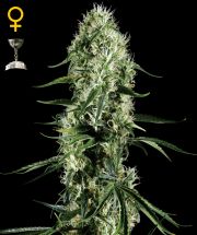 SUPER SILVER HAZE - 3 UNIDADES FEMINIZADAS - GREEN HOUSE - SEMILLAS