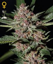 BUBBA KUSH - 3 UNIDADES FEMINIZADAS - GREEN HOUSE - SEMILLAS
