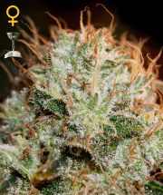 KAIA KUSH - 3 UNIDADES FEMINIZADAS - GREEN HOUSE - SEMILLAS
