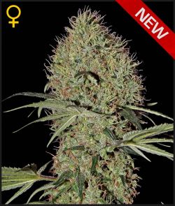 SUPER LEMON HAZE AUTO - 3 UNIDADES FEMINIZADAS - GREEN HOUSE - SEMILLAS