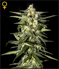JACK HERER AUTO - 5 UNIDADES FEMINIZADAS - GREEN HOUSE - SEMILLAS