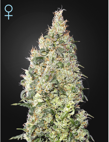 GREAT WHITE SHARK CBD - 5 UNIDADES FEMINIZADAS - GREEN HOUSE - SEMILLAS
