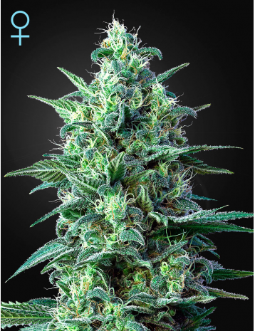 WHITE WIDOW AUTO CBD - 5 UNIDADES FEMINIZADAS - GREEN HOUSE - SEMILLAS