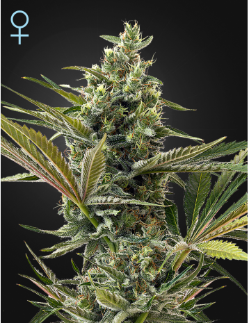 SUPER LEMON HAZE AUTO CBD - 5 UNIDADES FEMINIZADAS - GREEN HOUSE - SEMILLAS