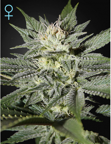 KING'S KUSH CBD - 5 UNIDADES FEMINIZADAS - GREEN HOUSE - SEMILLAS