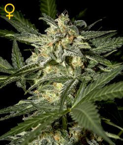 WHITE WIDOW AUTO - 10 UNIDADES FEMINIZADAS - GREEN HOUSE - SEMILLAS