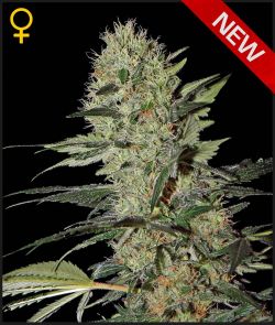 EXODUS CHEESE AUTO - 10 UNIDADES FEMINIZADAS - GREEN HOUSE - SEMILLAS