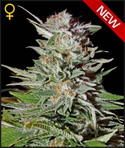 SUPER LEMON HAZE AUTO - 10 UNIDADES FEMINIZADAS - GREEN HOUSE - SEMILLAS