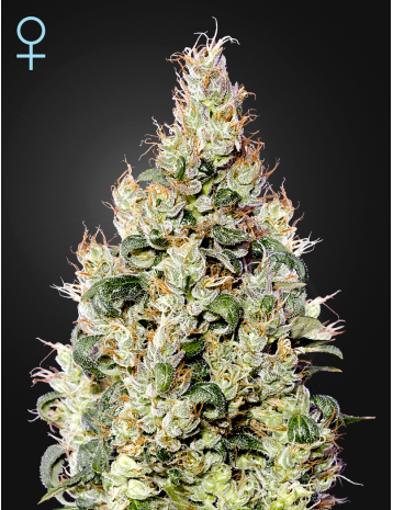 EXODUS CHEESE AUTO CBD - 10 UNIDADES FEMINIZADAS - GREEN HOUSE - SEMILLAS