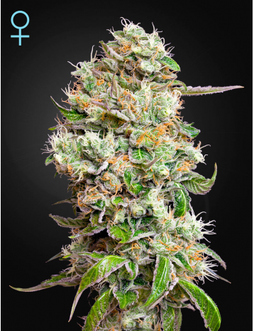 KING'S KUSH AUTO CBD - 10 UNIDADES FEMINIZADAS - GREEN HOUSE - SEMILLAS