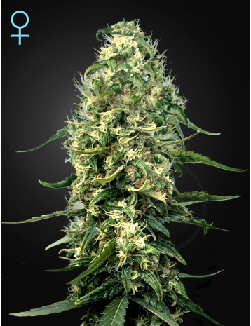 SUPER SILVER HAZE CBD - 10 UNIDADES FEMINIZADAS - GREEN HOUSE - SEMILLAS