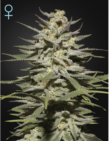 SUPER LEMON HAZE CBD - 10 UNIDADES FEMINIZADAS - GREEN HOUSE - SEMILLAS