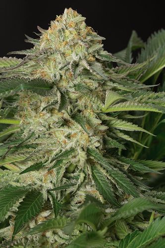 LEMON GARLIC OG - 3 UNIDADES FEMINIZADAS - HUMBOLDT SEEDS - SEMILLAS