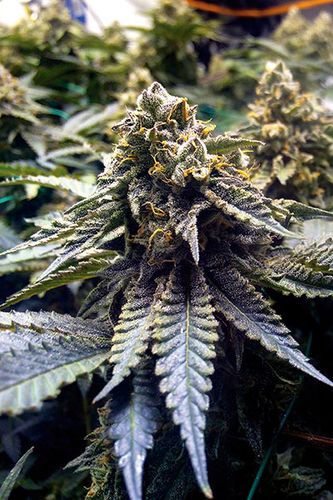 CHOCOLATE MINT OG - 3 UNIDADES FEMINIZADAS - HUMBOLDT SEEDS - SEMILLAS