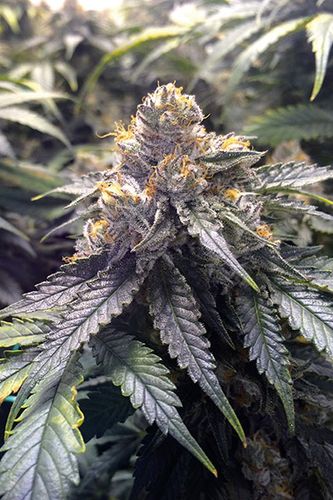 BUBBA'S GIFT - 3 UNIDADES FEMINIZADAS - HUMBOLDT SEEDS - SEMILLAS
