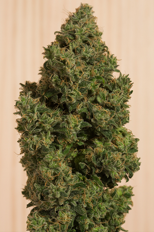 BLUE DREAM CBD - 3 UNIDADES FEMINIZADAS - HUMBOLDT SEEDS - SEMILLAS