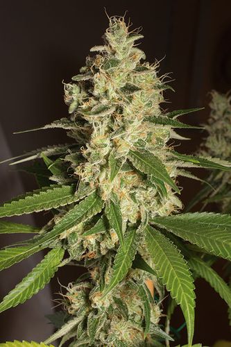 RASPBERRY DIESE - 5 UNIDADES FEMINIZADAS - HUMBOLDT SEEDS - SEMILLAS