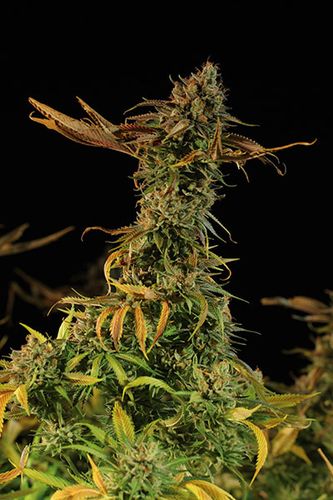 BLUEBERRY HEADBAND - 5 UNIDADES FEMINIZADAS - HUMBOLDT SEEDS - SEMILLAS