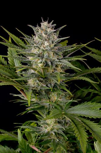 10 UND FEM - PINEAPPLE SKUNK - - HUMBOLDT SEEDS - SEMILLAS