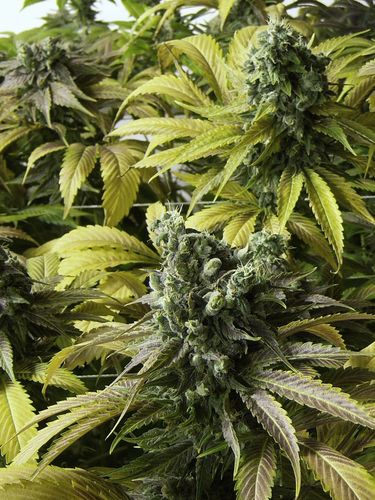 10 UND FEM - DESERT DIESEL - - HUMBOLDT SEEDS - SEMILLAS