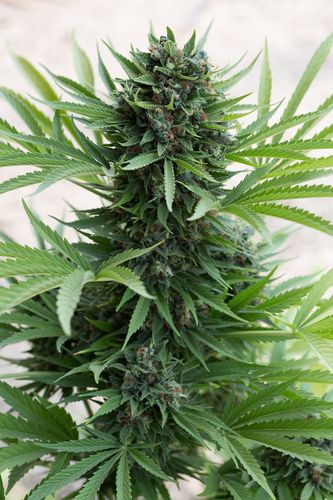 10 UND FEM - SOUR DIESEL AUTO - - HUMBOLDT SEEDS - SEMILLAS