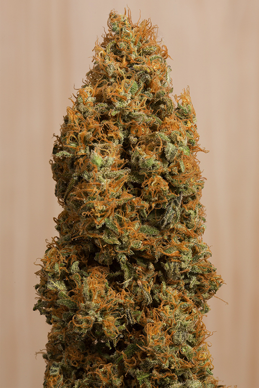 GREEN CRACK CBD - 10 UNIDADES FEMINIZADAS - HUMBOLDT SEEDS - SEMILLAS